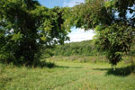 Rolling Springs Farm