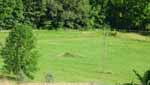 Rolling Springs Farm