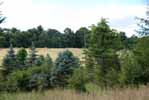 Rolling Springs Farm